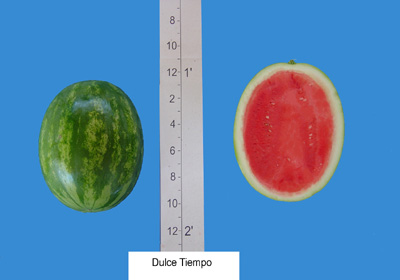 Valley Star Dulce Tiempo