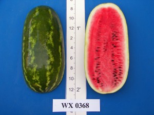 WX 0368