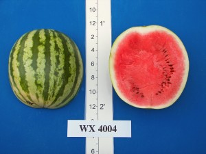WX 4004