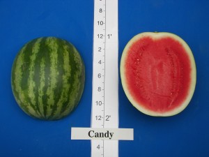 Willhite Seed Candy