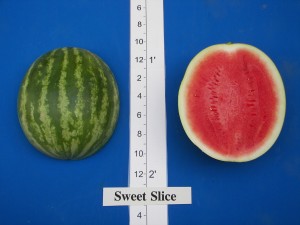 Willhite Seed Sweet Slice