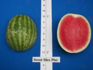 Willhite Seed Sweet Slice Plus