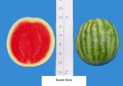 Sweet Slice (Willhite Seed, Inc.)