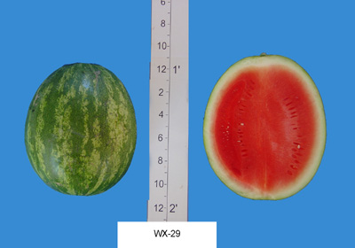 Willhite WX 29