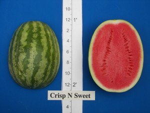 Zeraim Gedera Crisp N Sweet