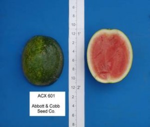 acx_601