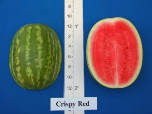 new_Crispy Red