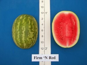 new_Firm N Red