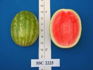 new_SSC 2225