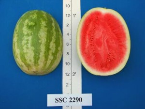 new_SSC 2290