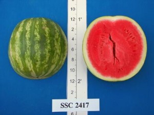 new_SSC 2417