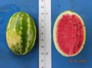 new_Summer Flavor 840