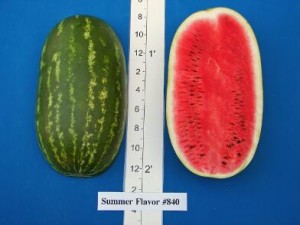 new_Summer Flavor 840