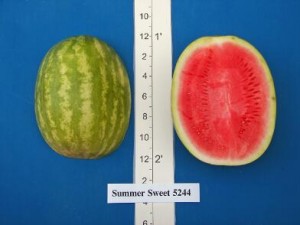 new_Summer Sweet 5244