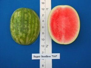 new_Super Seedless 7167