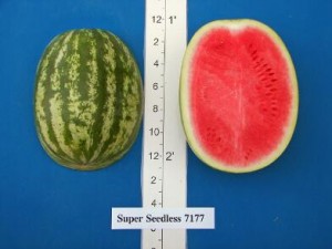 new_Super Seedless 7177