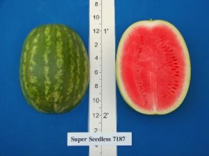 new_Super Seedless 7187