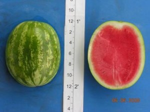new_Super Seedless 7187 HQ