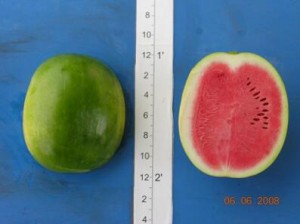 new_Super Seedless 9570 HQ
