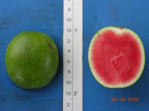 new_Super Seedless 9601 HQ