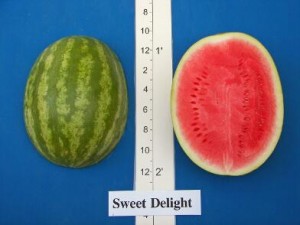 new_Sweet Delight