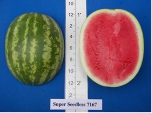 new_super seedless 7167