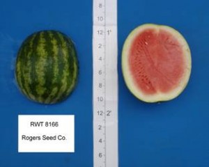 rwt_8166