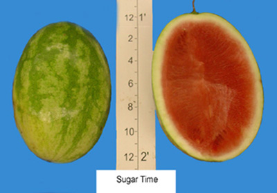 sugartime_a