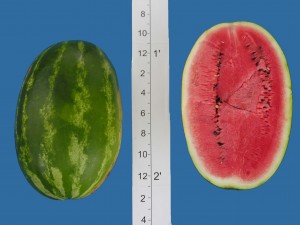 summer flavor 800
