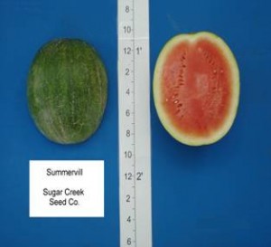 summervill