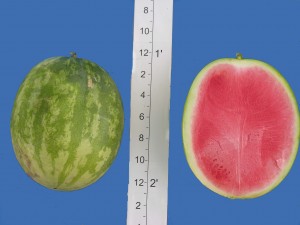 super seedless 7167