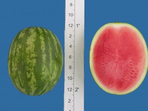 super seedless 7187