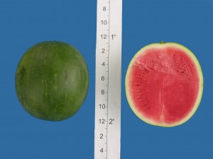 super seedless 9570
