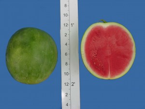 super seedless 9601