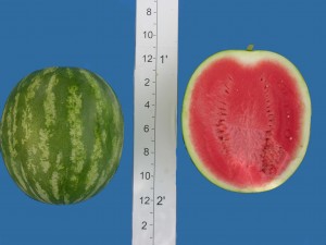 super seedless7177
