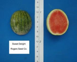 sweet_delight