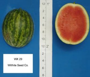 wx_29