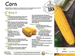 Corn thumbnail