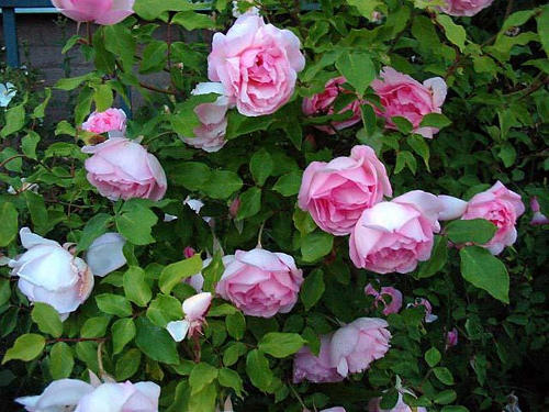 Duchesse de Brabant - Earth-Kind Roses Earth-Kind Roses