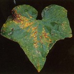 image of angular leaf spot damage