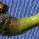 image of choanephora rot