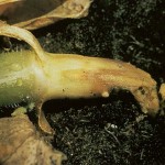 fusarium root stem rot damage