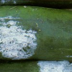 image of phytophthora rot