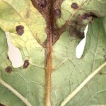 Bacterial Fruit Blotch symptom showing the leaf rib is water-soaked