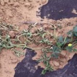 Fusarium Wilt becomes permanent on a vine