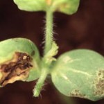 Bacterial Fruit Blotch necrotic areas on leaves and cotyledons