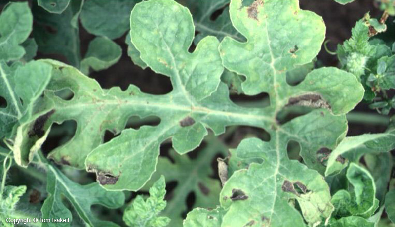 Alternaria Leaf Spot - Vegetable Resources Vegetable Resources