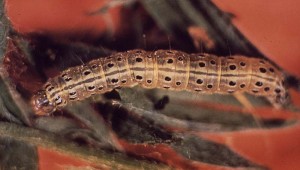 Garden Webworm - Vegetable Resources Vegetable Resources