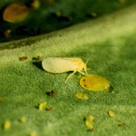 Whitefly - Vegetable Resources Vegetable Resources