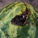 Anthracnose produces sunken spots on the rind of fruit